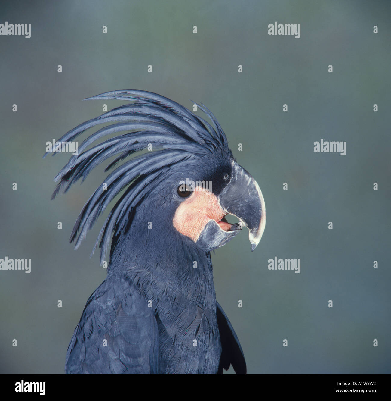 Palm-Kakadu Probosciger aterrimus Stockfoto