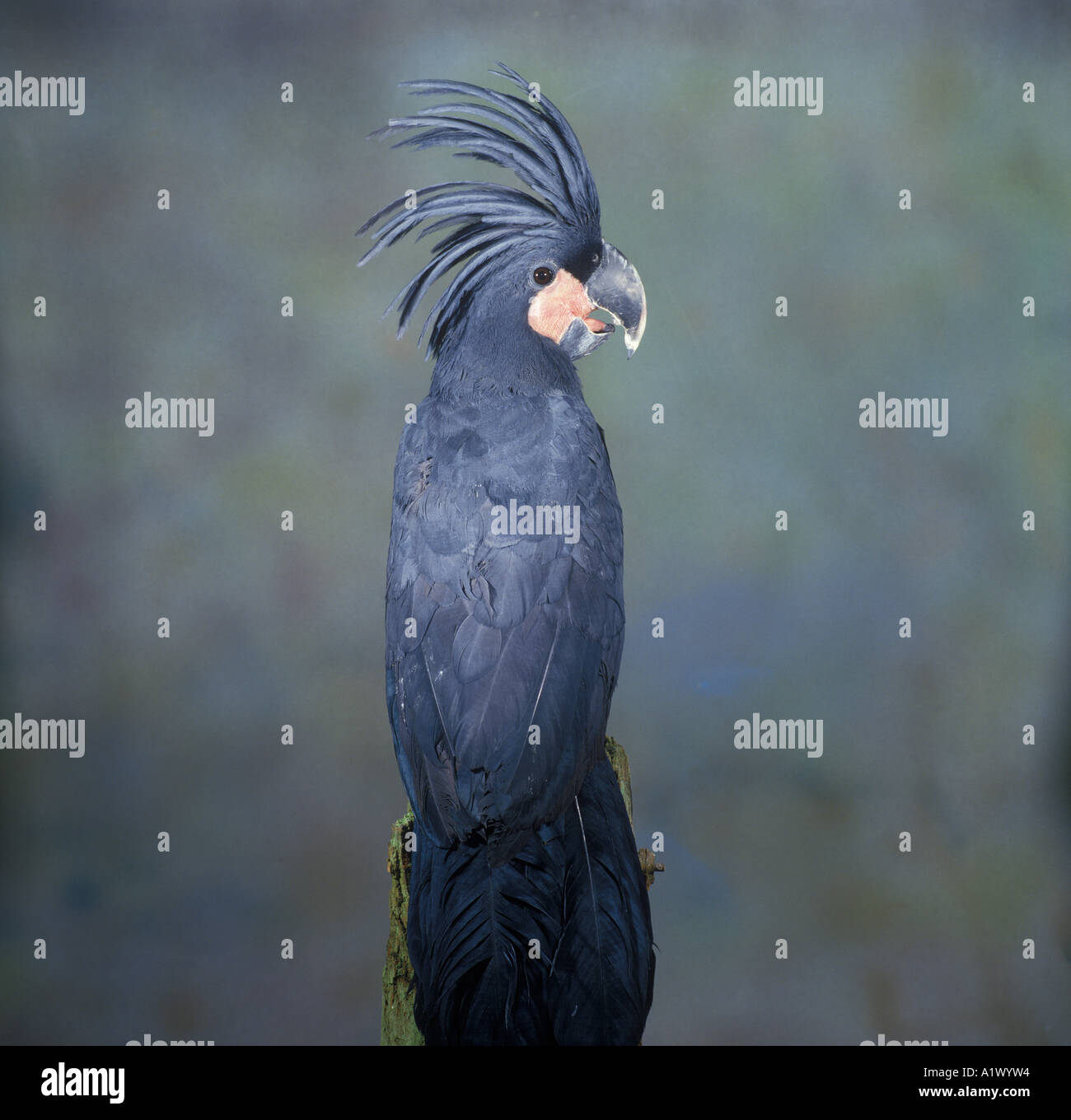 Palm-Kakadu Probosciger aterrimus Stockfoto