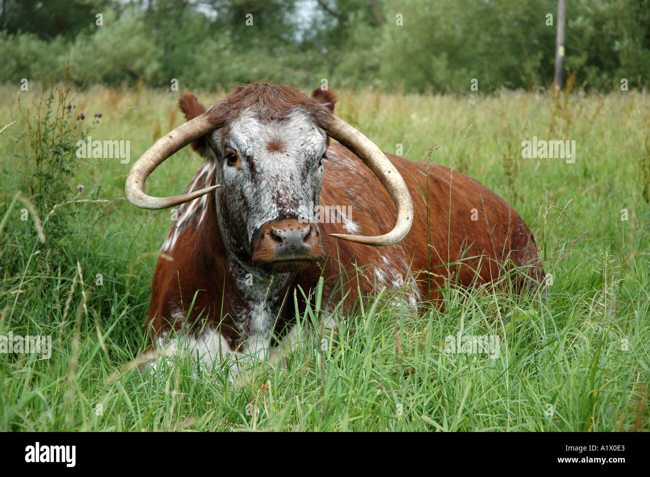 Kuh im Feld auf landwirtschaftlichen Flächen liegen Stockfoto
