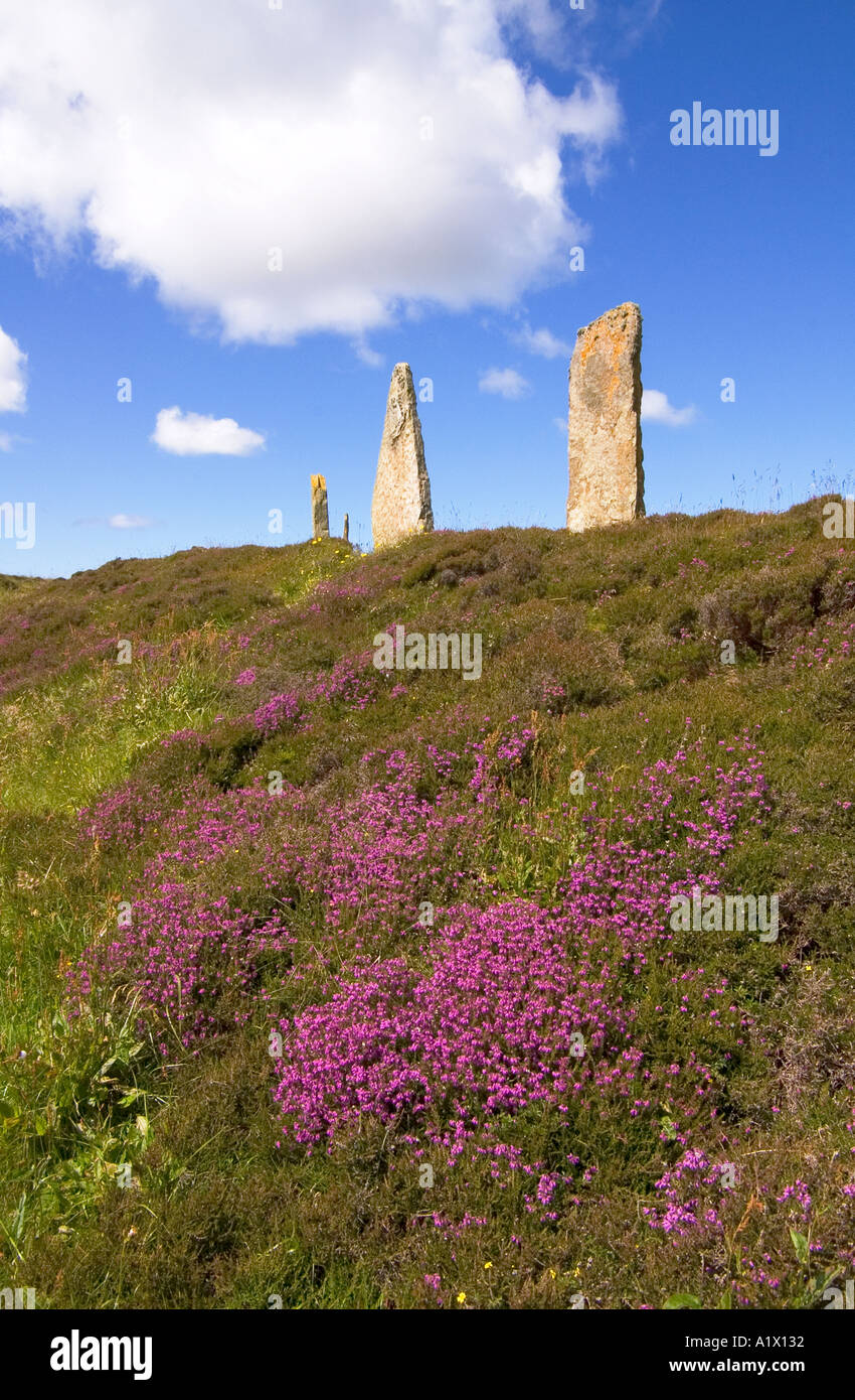 dh RING VON BRODGAR ORKNEY Neolithische stehende Steine Kreis und Violette Heidekraut Bronze Alter Website Stockfoto