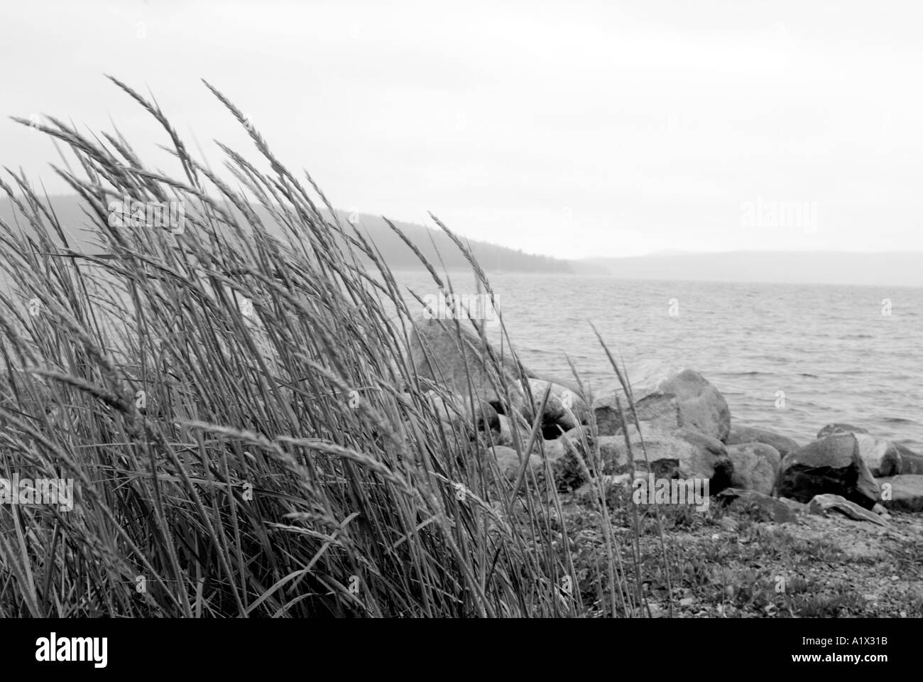 Blick über einen Stein Strand an der Ostseeküste nördlichen Schweden isoliert Isolierung einsam allein desolate Wind fegte Rock Gras Stockfoto