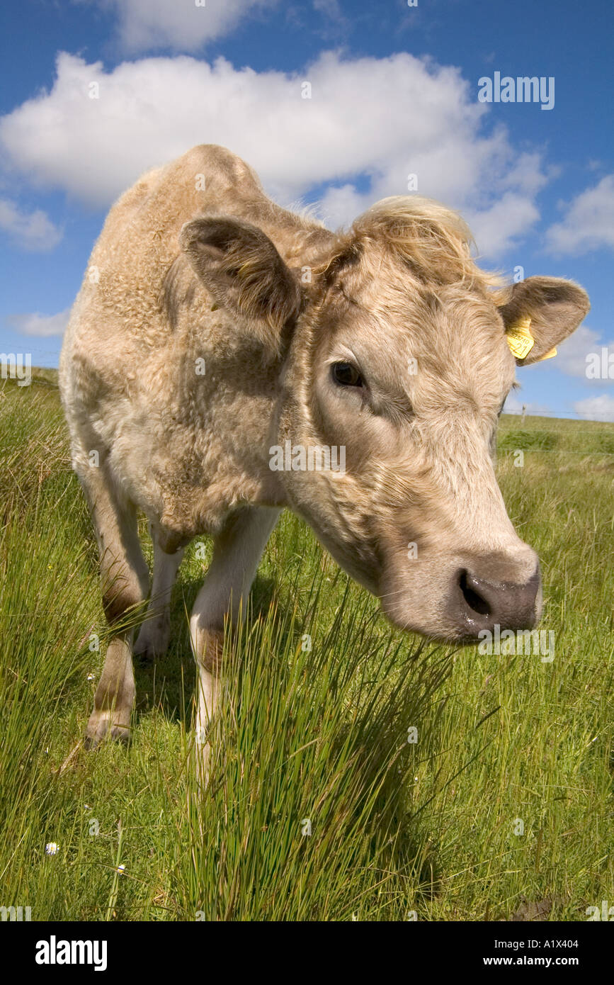 Dh Rindfleisch Kuh TIERE UK junge Neugierige Mutter Kuh grasing uk Nahaufnahme Gesicht farm animal Head Stockfoto