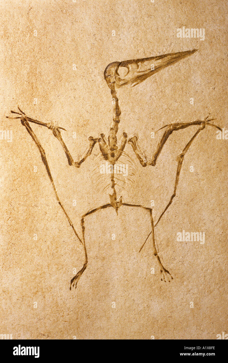 Flugsaurier Pretodactylus Spectabilis fossilen Oberjura aus dem Westen Deutschlands Stockfoto