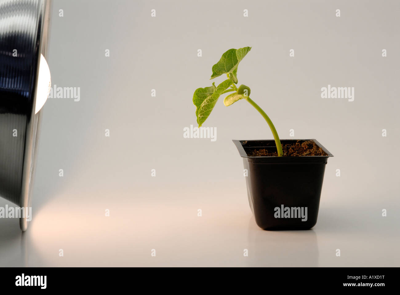 Bean Sämling biegt in Richtung Lichtquelle - Phototropismus Stockfoto