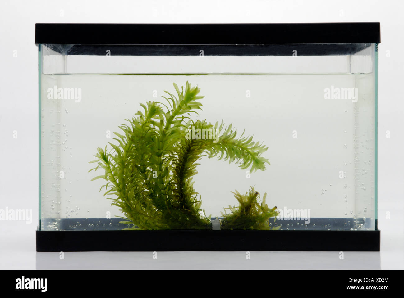 Wasserpflanze im Aquariumbehälter Stockfoto