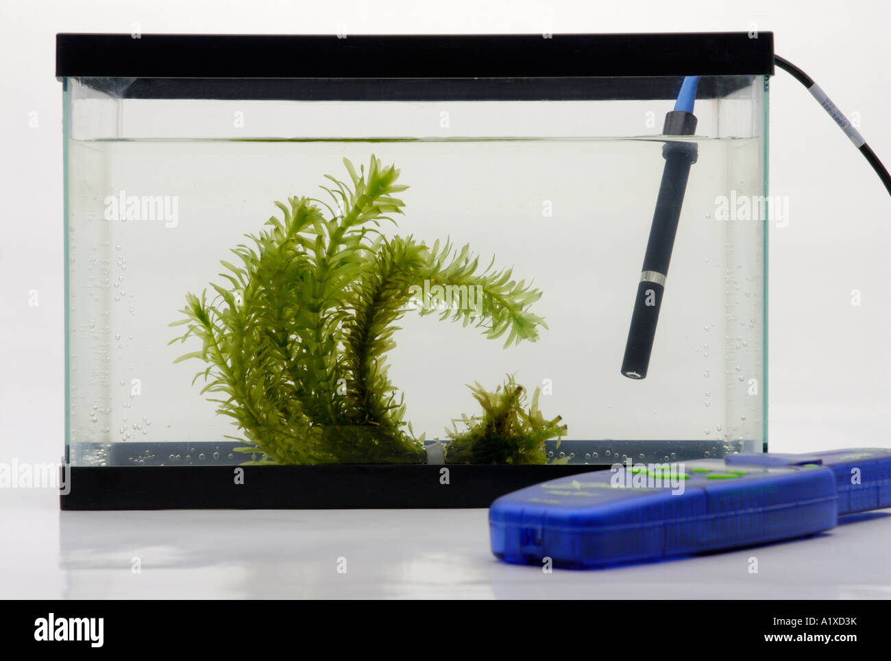 Gelöster Sauerstoff-Sensor und Wasserpflanzen Pflanze Stockfoto