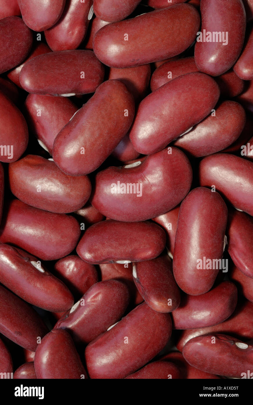 Bohne Phaseolus Vulgaris Samen Stickstoff fixieren Hülsenfrüchte wie diese Bohnen sind eine Quelle von protein Stockfoto