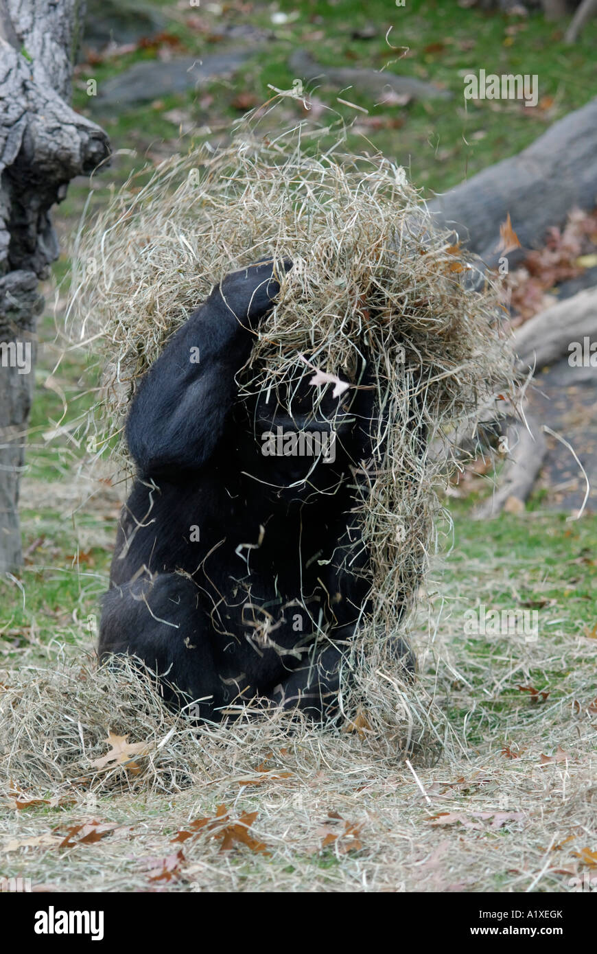 Spielerische Gorilla wirft Heu auf Kopf Stockfoto