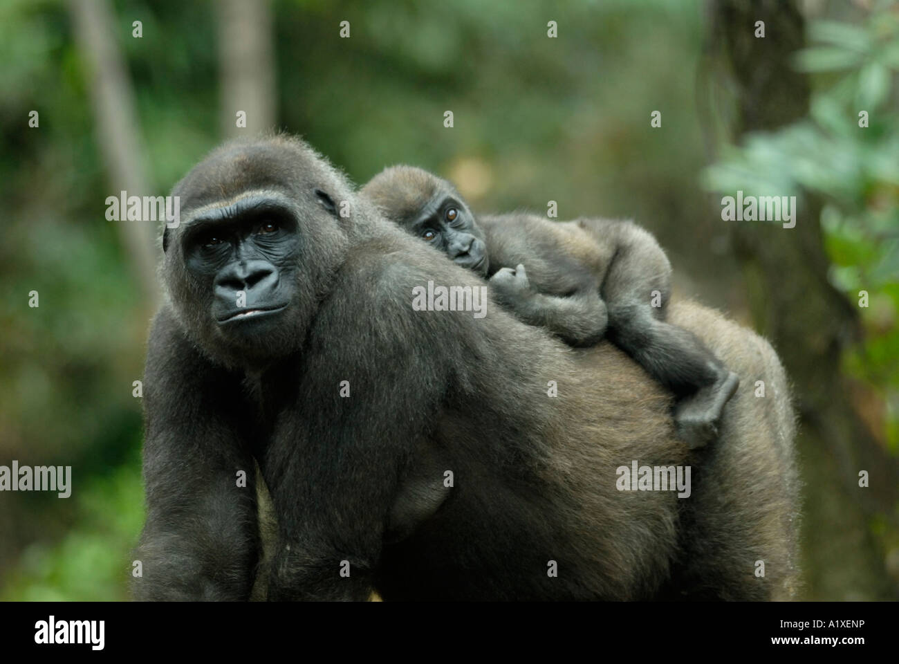 Mutter Gorilla mit Baby auf dem Rücken reiten Stockfoto