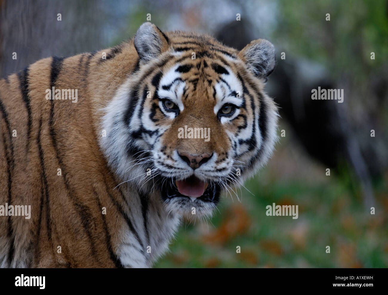 Sibirischer Tiger Stockfoto