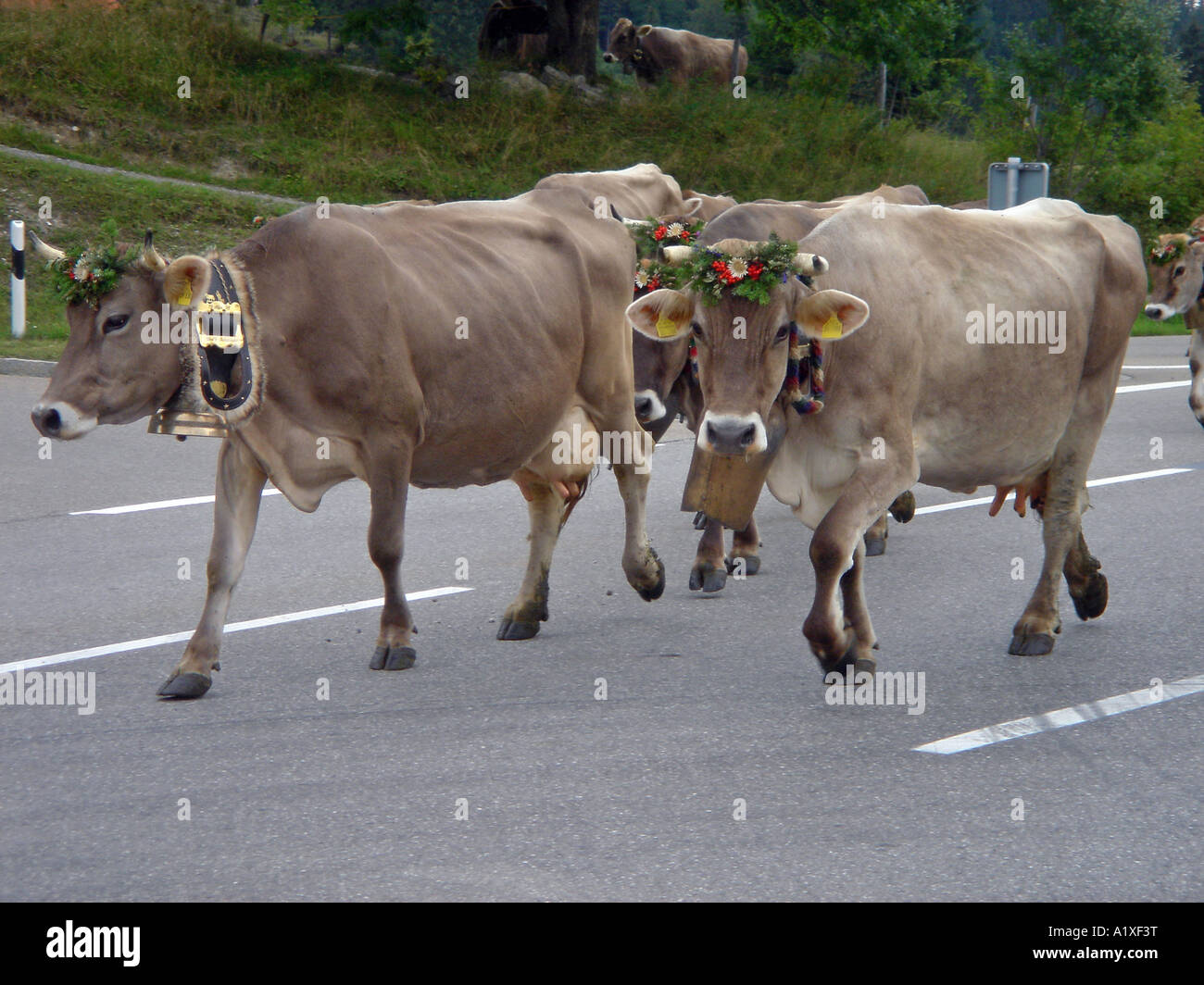 Rinder, die Kreuzung Stockfoto