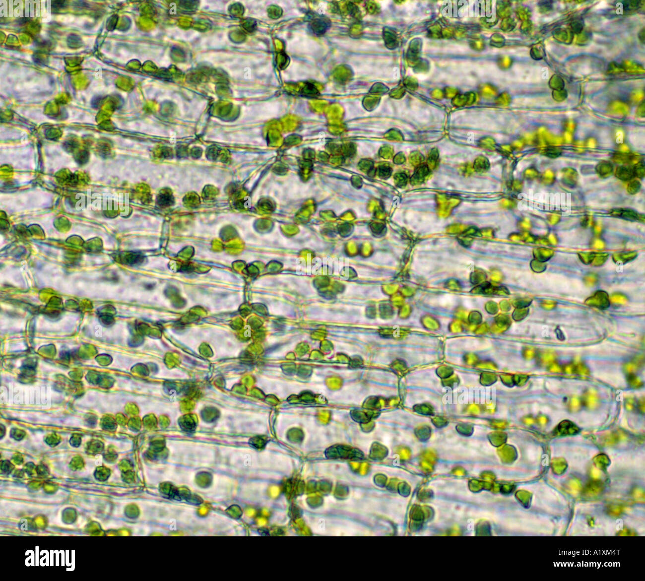 SCHLANGE-PFLANZE (SANSEVIERIS TRIFASCIATA) CHLOROPLASTEN 100 X Stockfoto