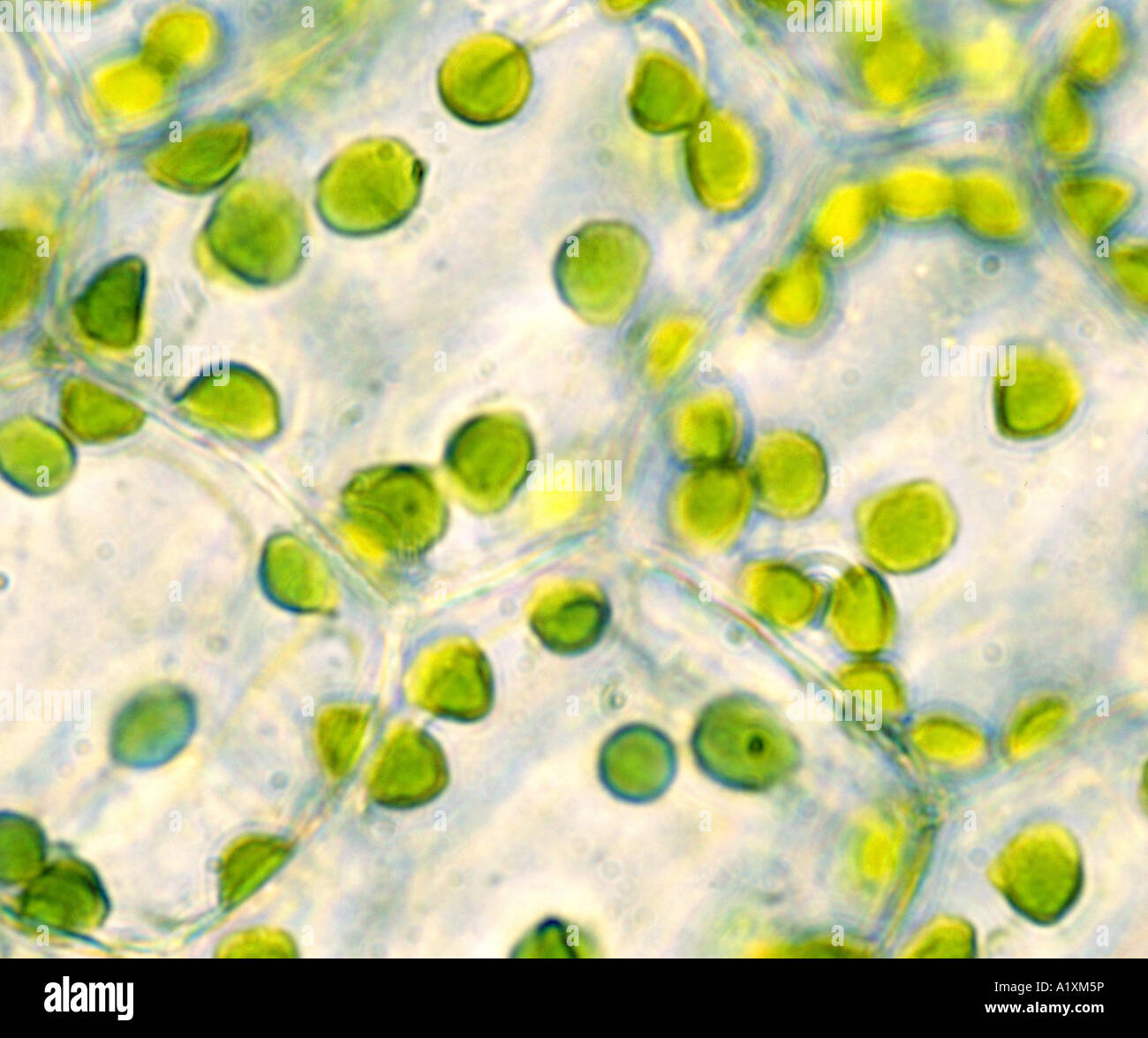 SCHLANGE-PFLANZE (SANSEVIERIS TRIFASCIATA) CHLOROPLASTEN 400 X Stockfoto