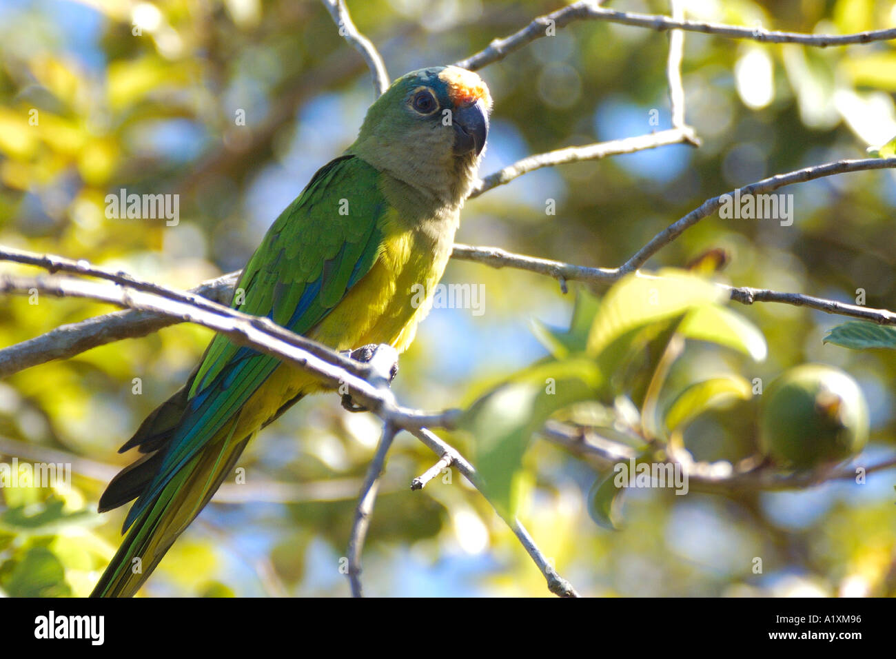 Türkis fronted Parrot Amazona Aestiva südlichen Pantanal Mato Grosso Do Sul, Brasilien Stockfoto