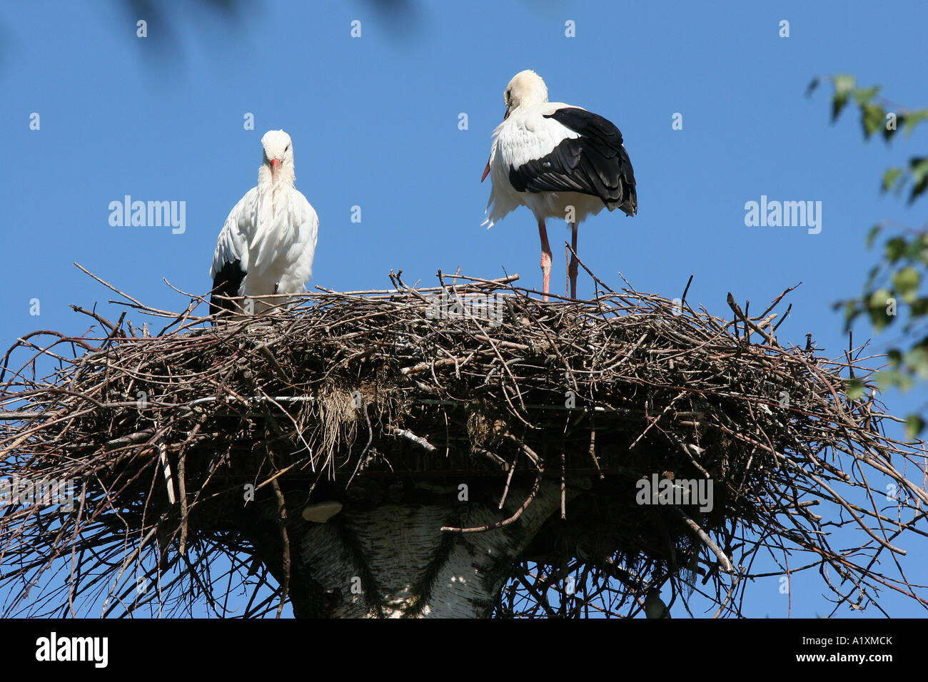Störche Stockfoto