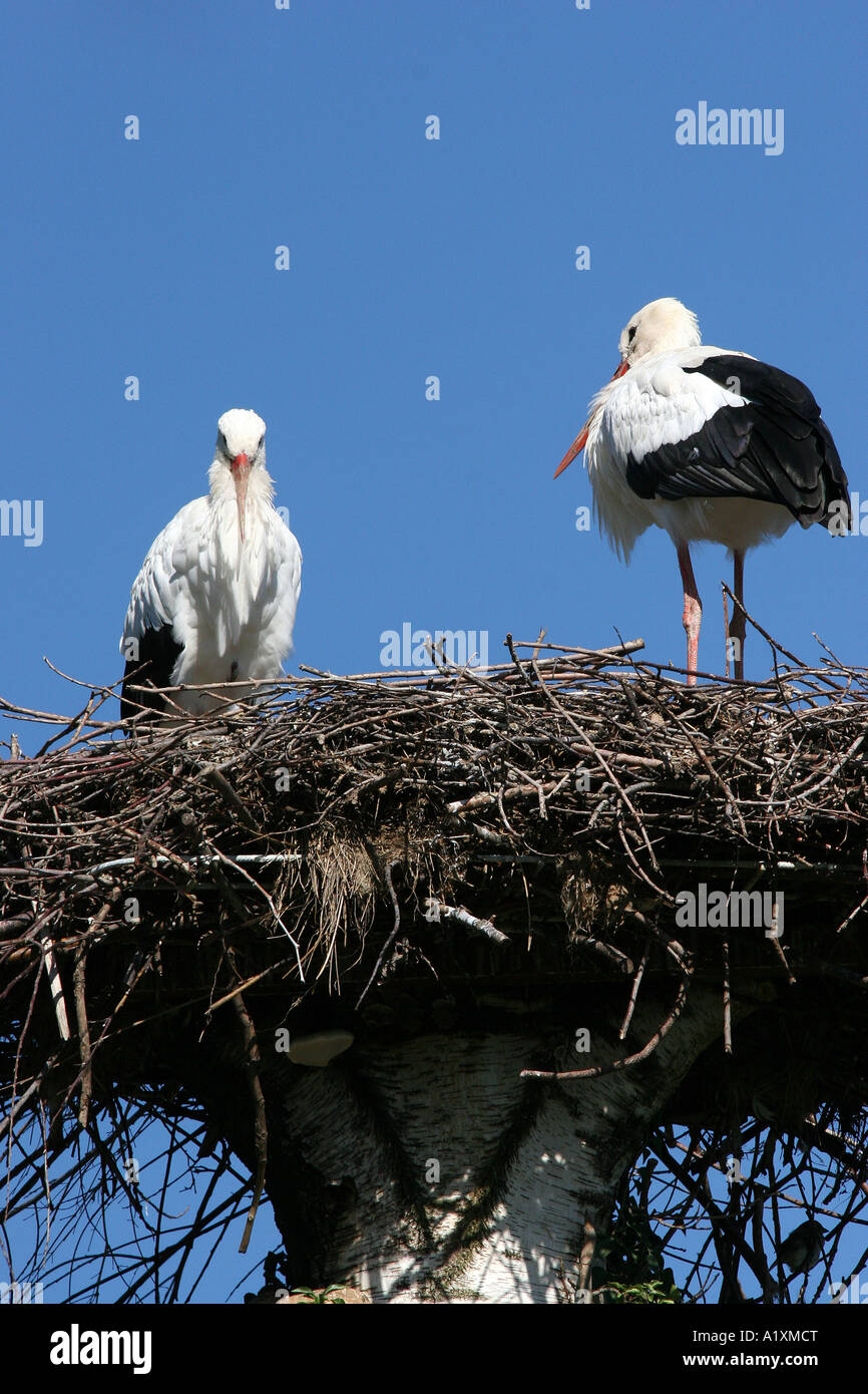Störche Stockfoto