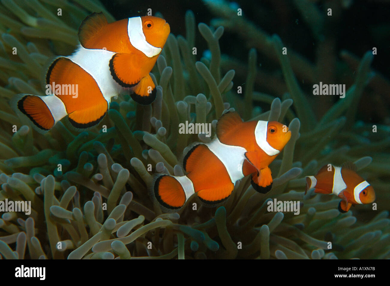 Familie von falscher Clown Anemone Fisch Amphiprion Ocellaris sucht Zuflucht in Seeanemone Masaplod Dumaguete Negros Philippinen Stockfoto