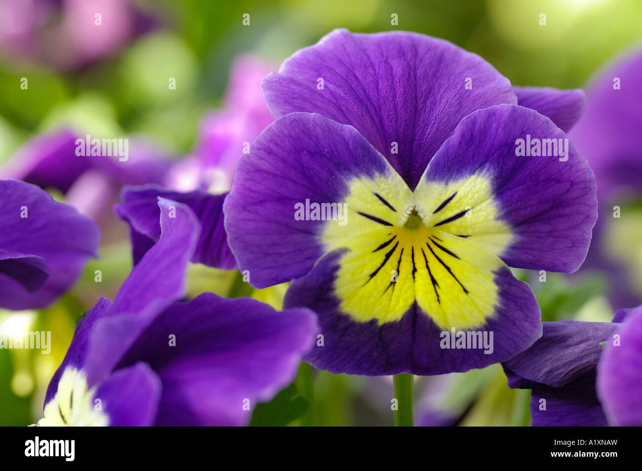 Wilde Stiefmütterchen Viola Tricolor Gemeines Stiefmuetterchen Stiefmütterchen Stockfoto