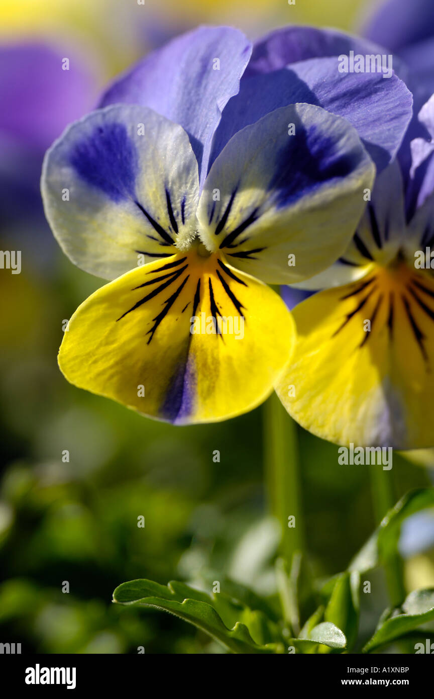 Wilde Stiefmütterchen Viola Tricolor Gemeines Stiefmuetterchen Stiefmütterchen Stockfoto