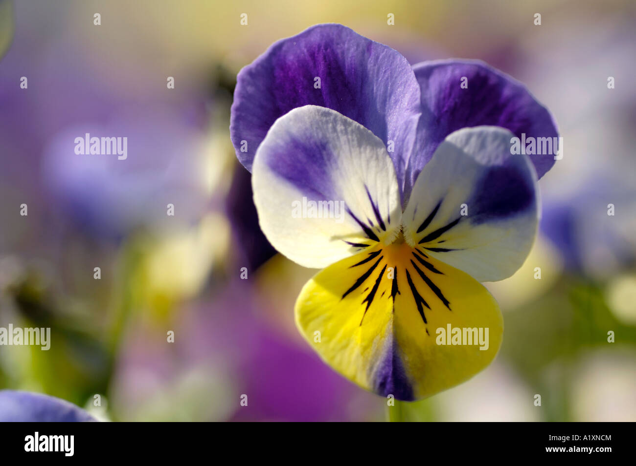 Wilde Stiefmütterchen Viola Tricolor Gemeines Stiefmuetterchen Stiefmütterchen Stockfoto