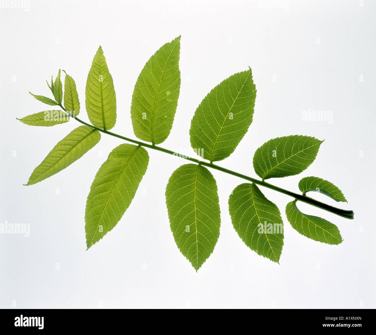 SCHWARZNUSS (JUGLANS NIGRA) COMPOUND GEFIEDERTEN BLÄTTCHEN, BREIT LANZETTLICHEN, AROMATISCH Stockfoto