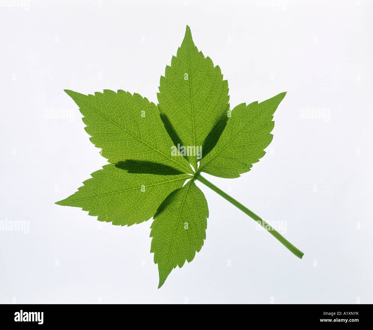 WILDEM WEIN (PARTHENOCISSUS QUINGUEFOLIA) Stockfoto