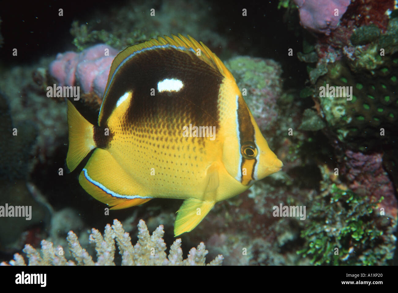Fourspot Butterflyfish Chaetodontidae Quadrimaculatus Rongelap Marshallinseln N Pazifik Stockfoto