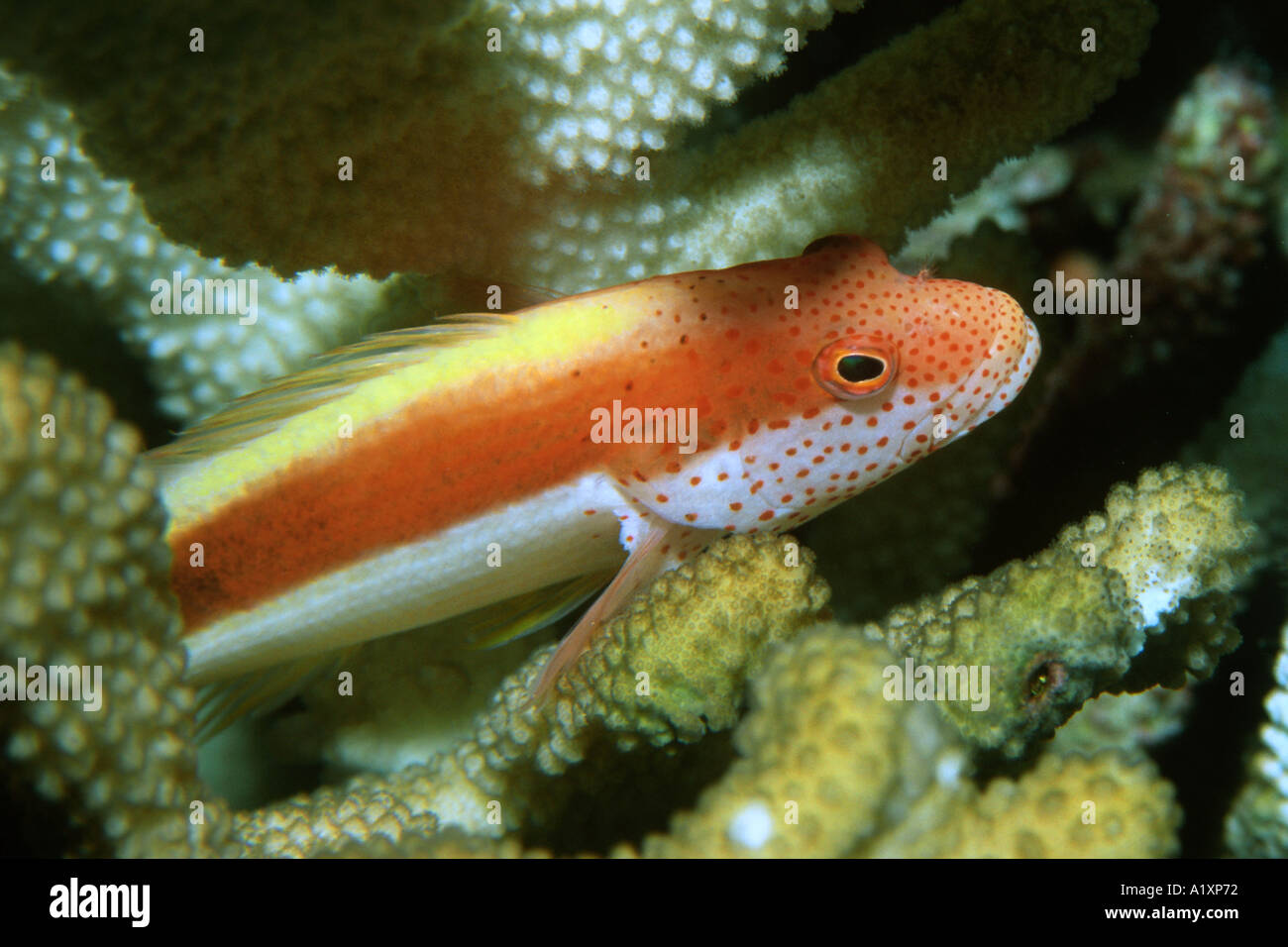 Blackside oder Freckeled Hawkfish Paracirrhites Forsteri Rongelap Marshallinseln N Pazifik Stockfoto