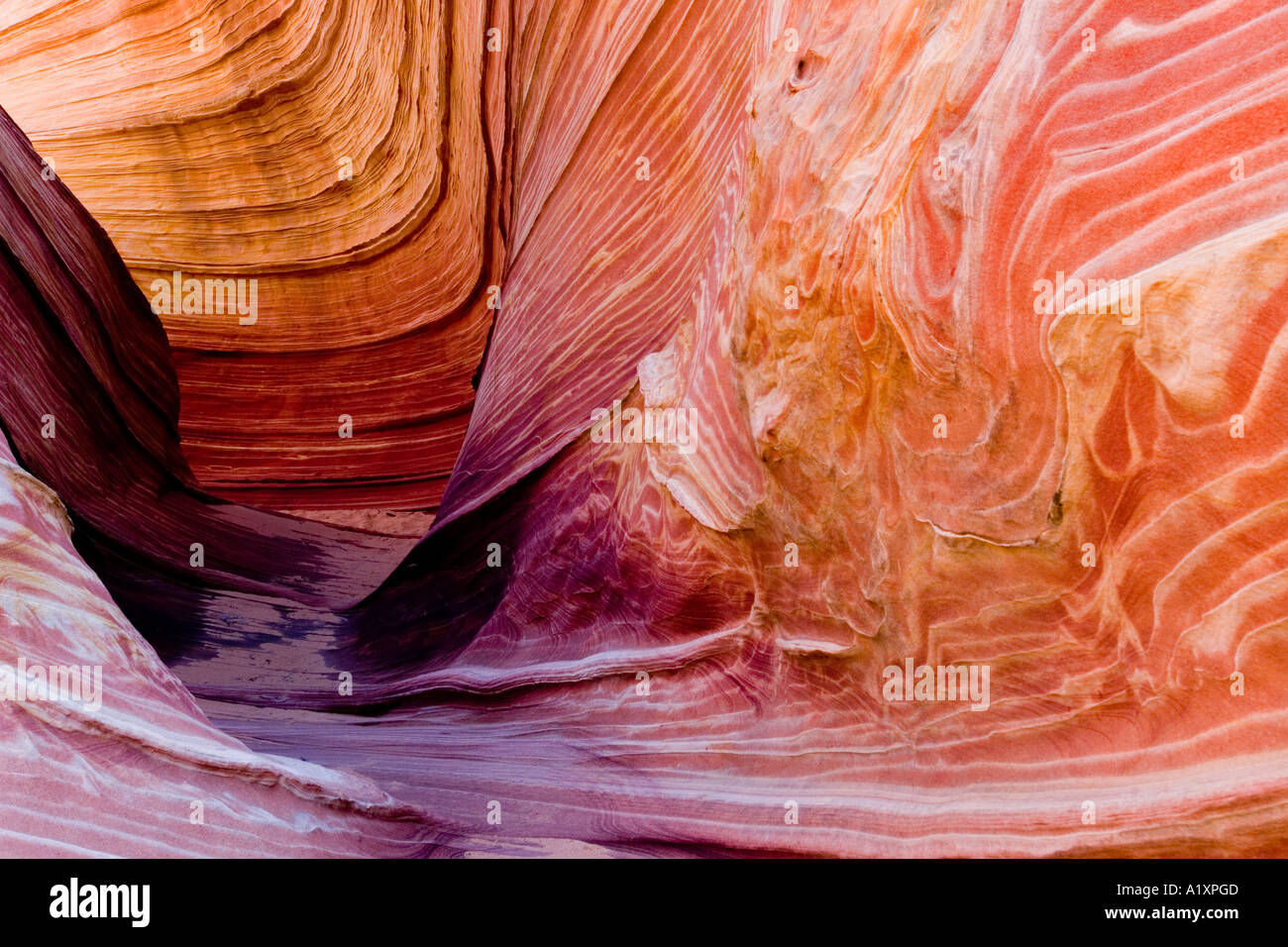 "Die Welle" im Paria Canyon Stockfoto