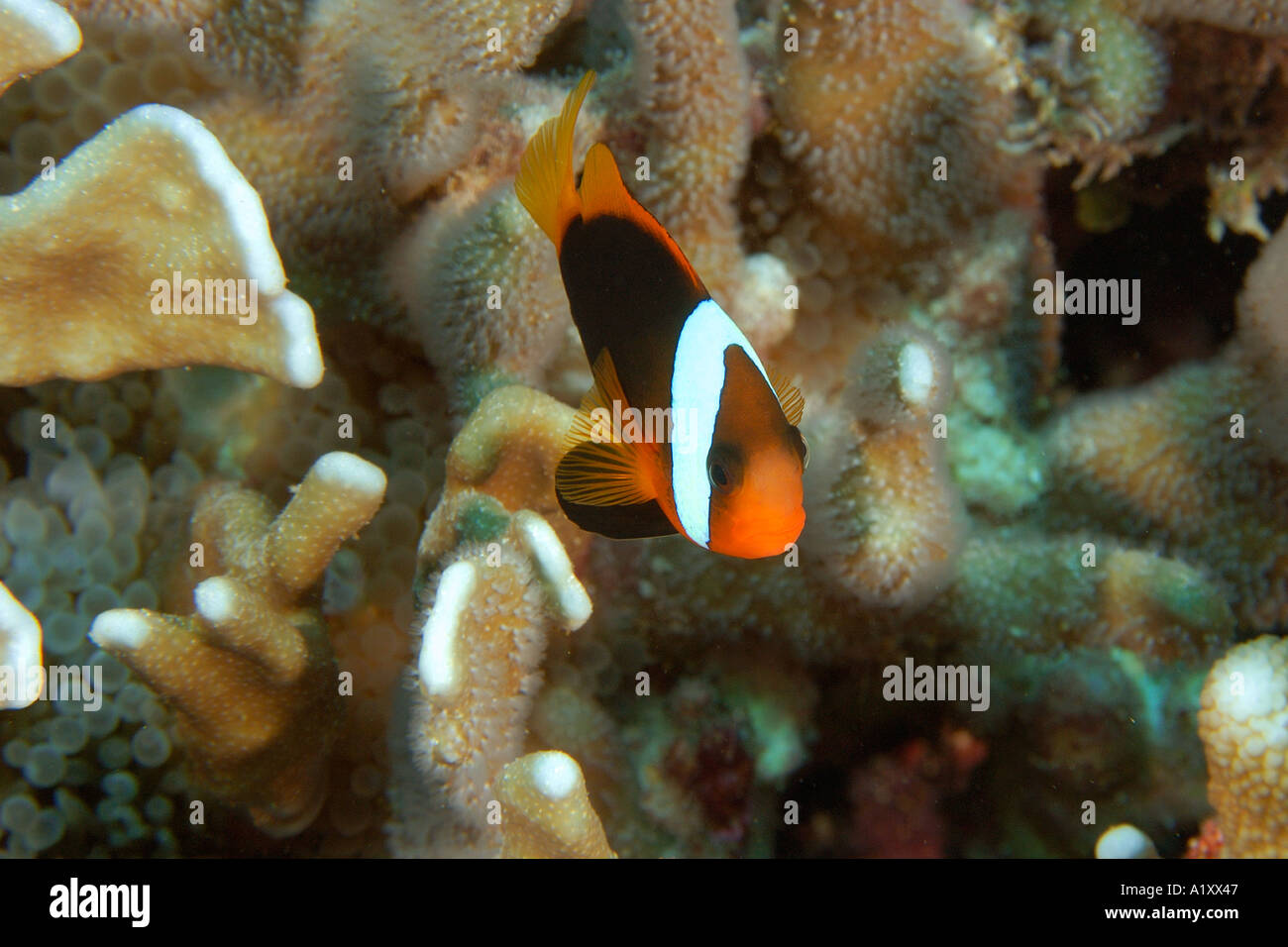 Rote und schwarze Anemonenfischen Amphiprion Melanopus und blauen Helipora Coerulea Namu Korallenatoll Marshallinseln N Pazifik Stockfoto