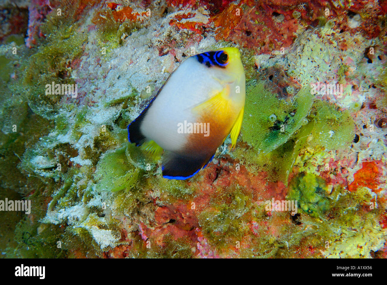 Multicolor Zwerg Kaiserfisch Centropyge multicolor Namu Atoll Marshall-Inseln N Pazifik Stockfoto
