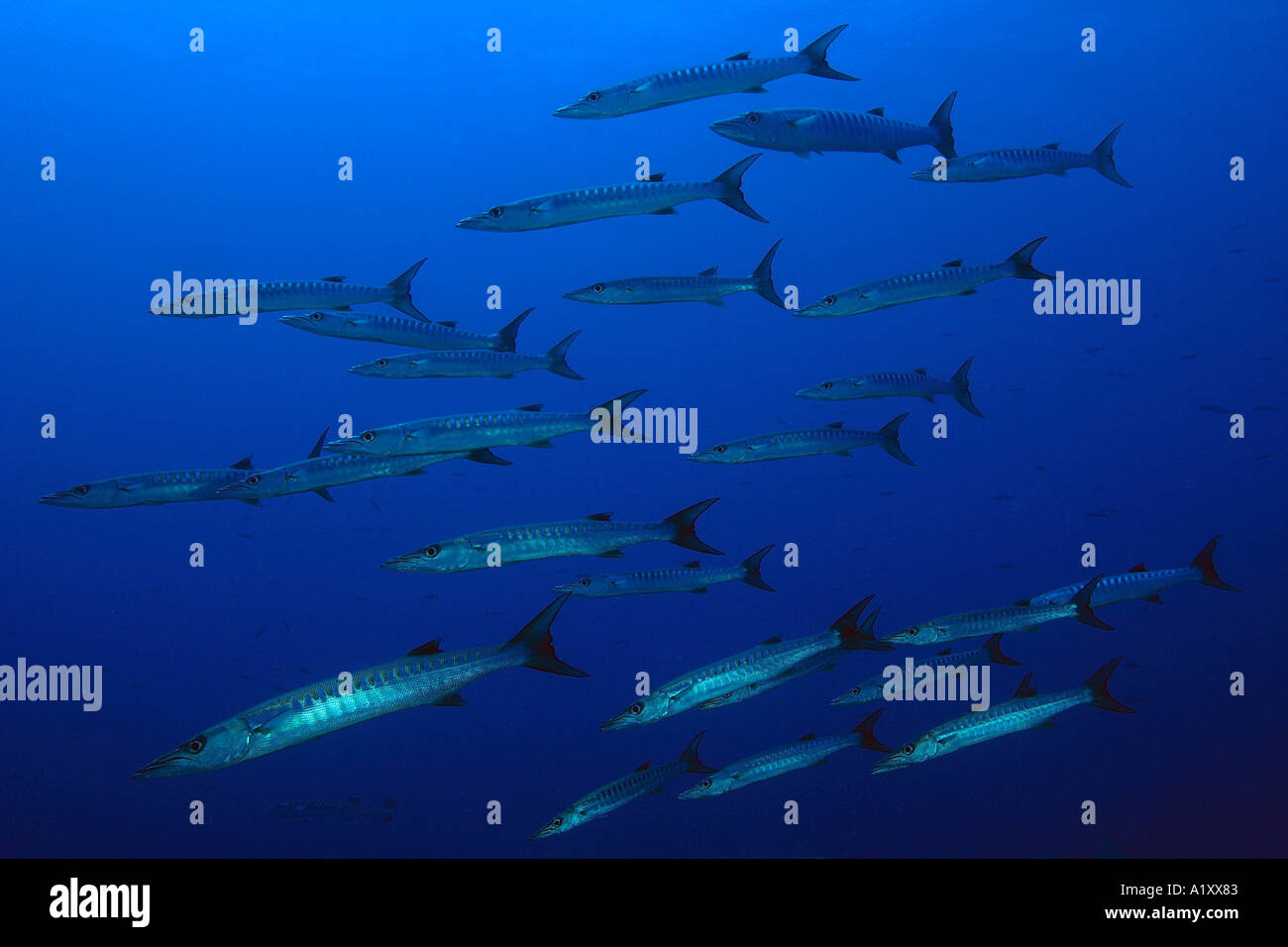 Blackfin Barracudas größten Qenie Schulbildung Namu Atoll Marshall-Inseln N Pazifik Stockfoto