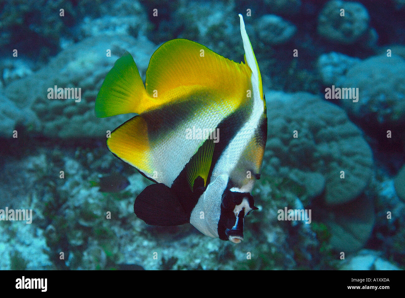 Maskiert Bannerfish Heniochus Monoceros Namu Atoll Marshall-Inseln N Pazifik Stockfoto
