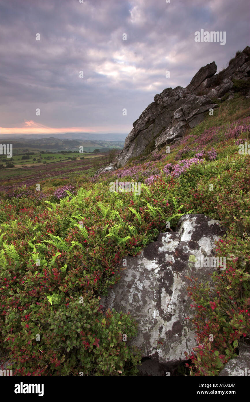 Üppige Farne wachsen neben den bizarren Felsformationen bilden die Stiperstones, Shropshire, England Stockfoto