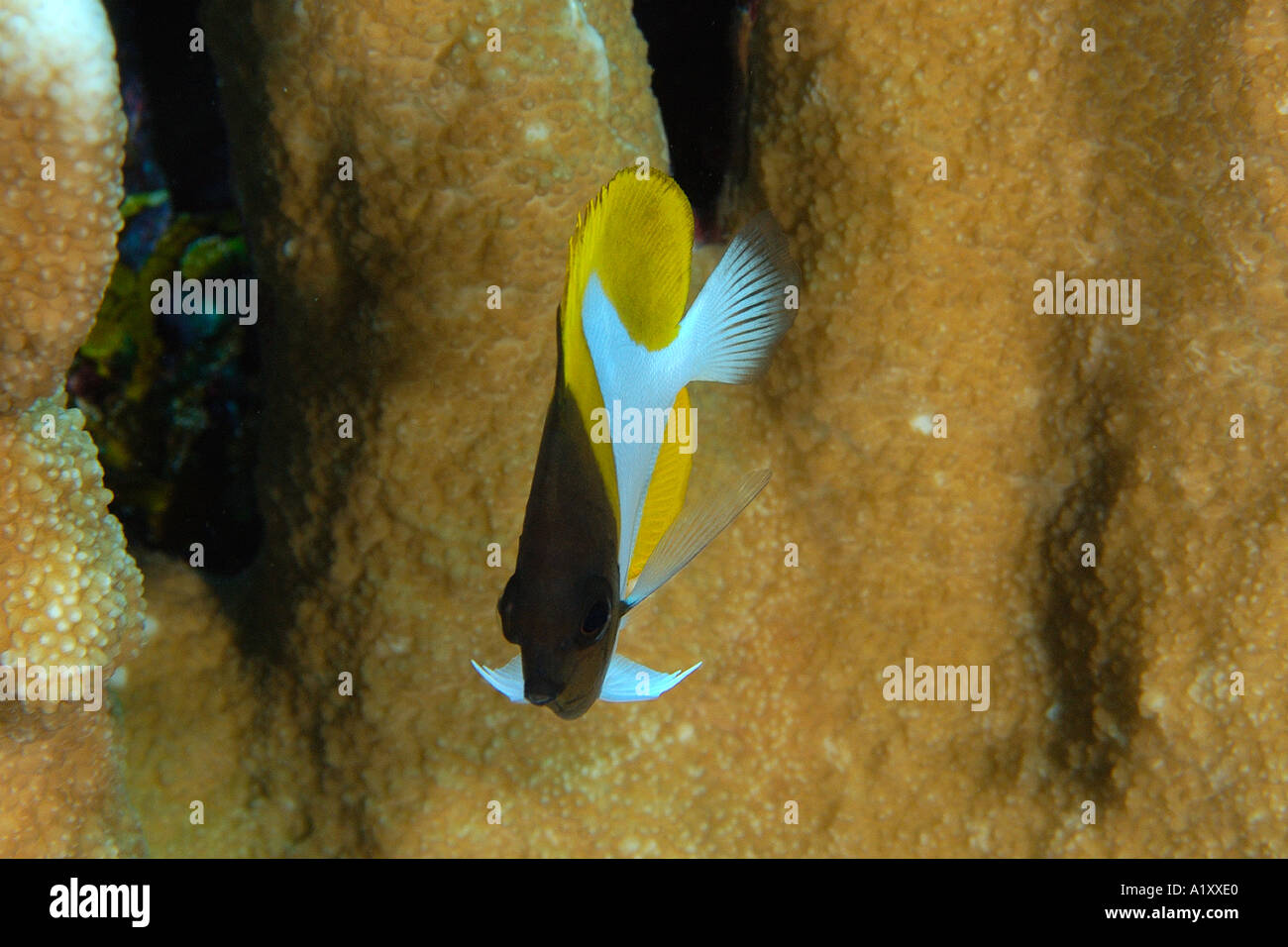 Pyramid Butterflyfish Hemitaurichthys Polylepis Namu Atoll Marshall-Inseln N Pazifik Stockfoto
