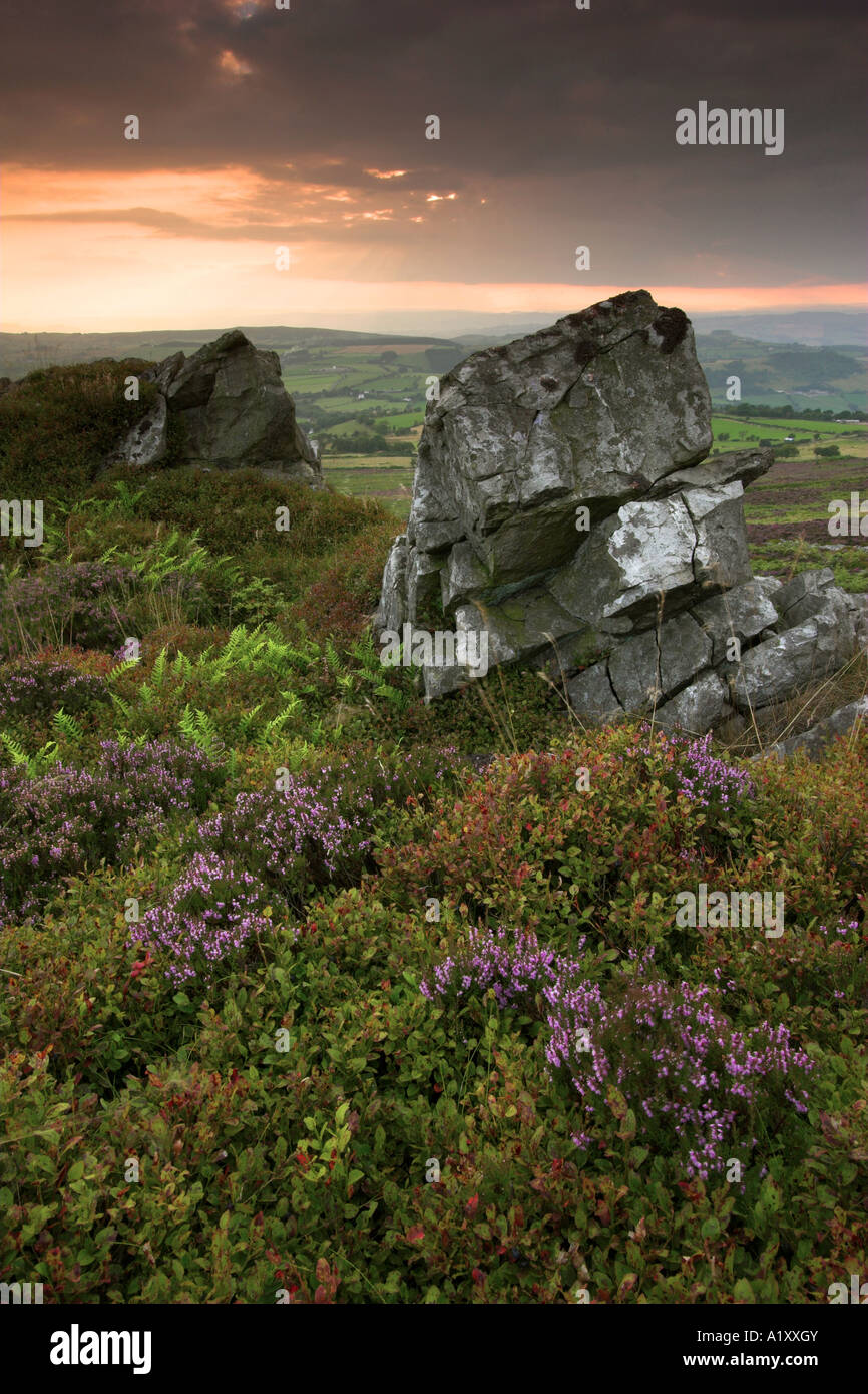 Felsen an der Stiperstones, umgeben von Heide, Shropshire, England Stockfoto