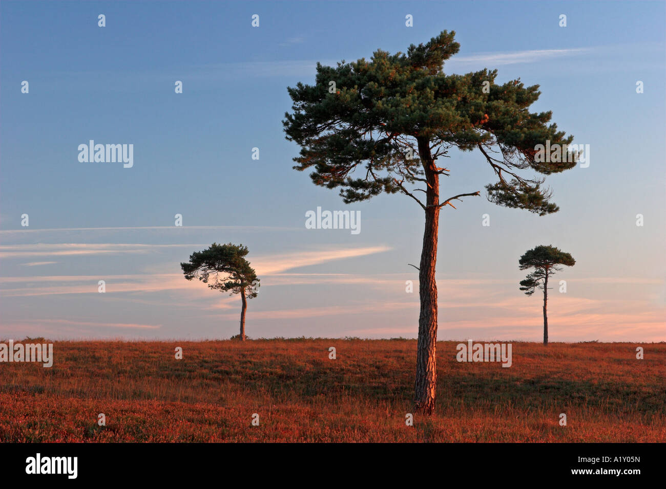 Drei Bäume Stand isoliert auf den Ebenen des New Forest National Park in Hampshire, England Stockfoto
