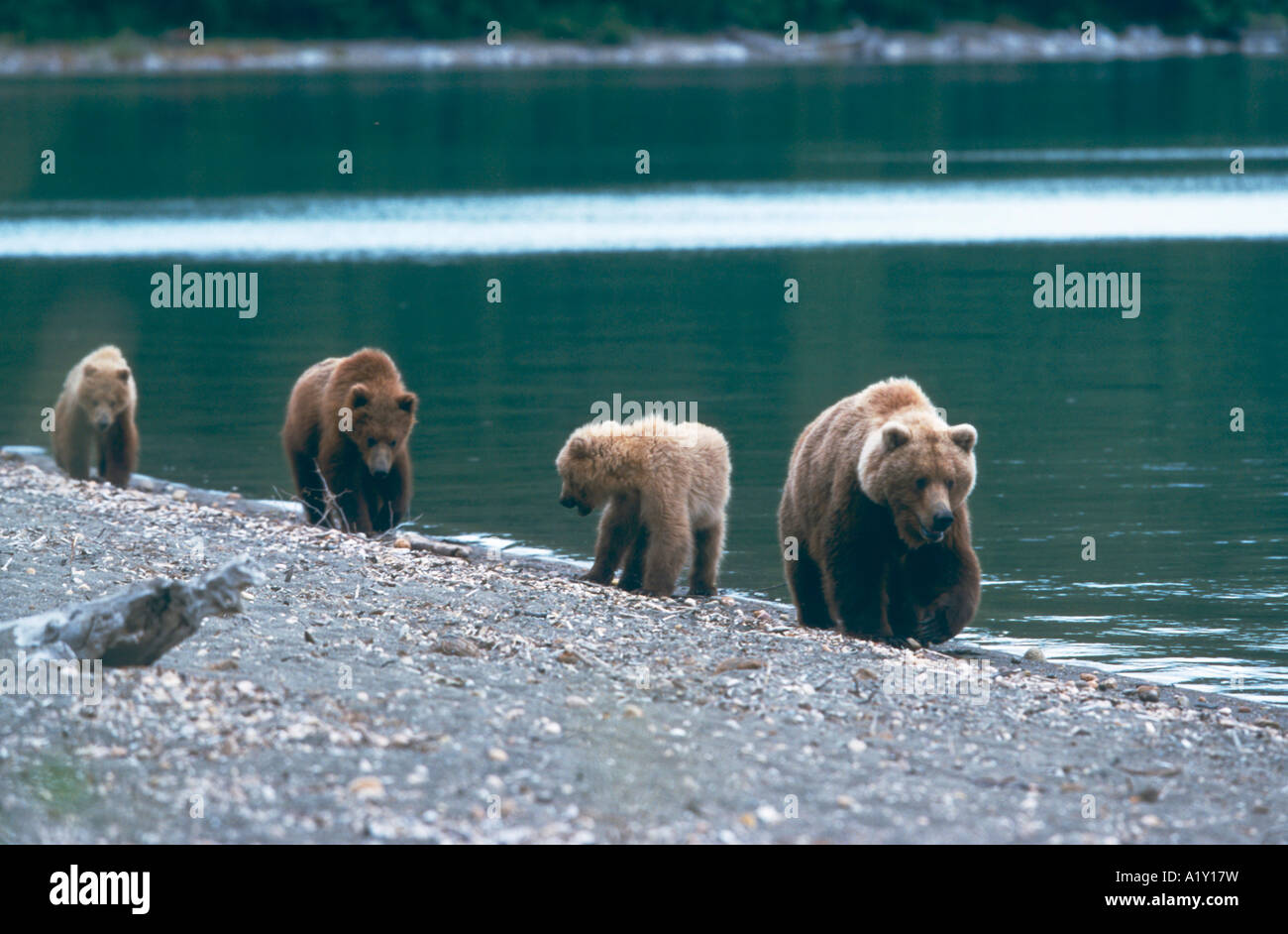 BRAUNBAER-Mutter Mit Jungen Grizzlybär Mutter mit jungen Ursus Arctos Katmai Nationalpark Alaska USA Stockfoto