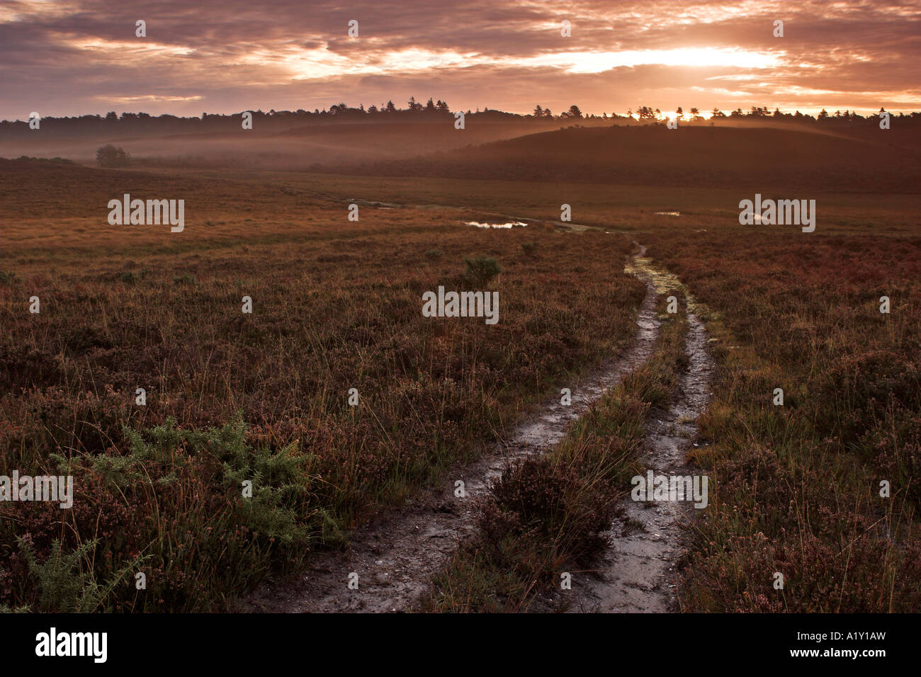 Fußweg über die Heide, New Forest National Park, Hampshire, England Stockfoto