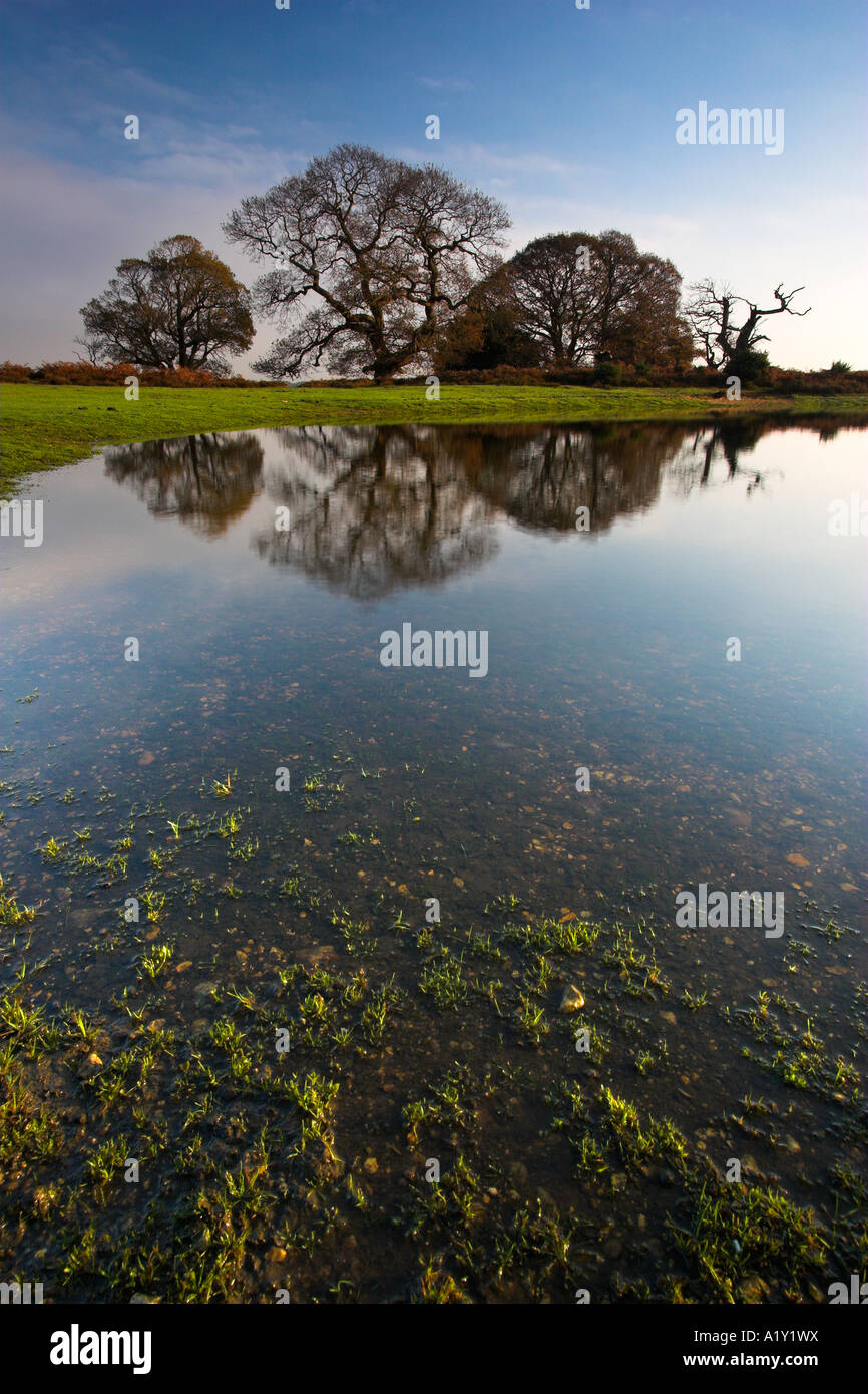 Alten Eichen und Reflexionen, eingefangen in einem noch Teich, New Forest National Park, England Stockfoto