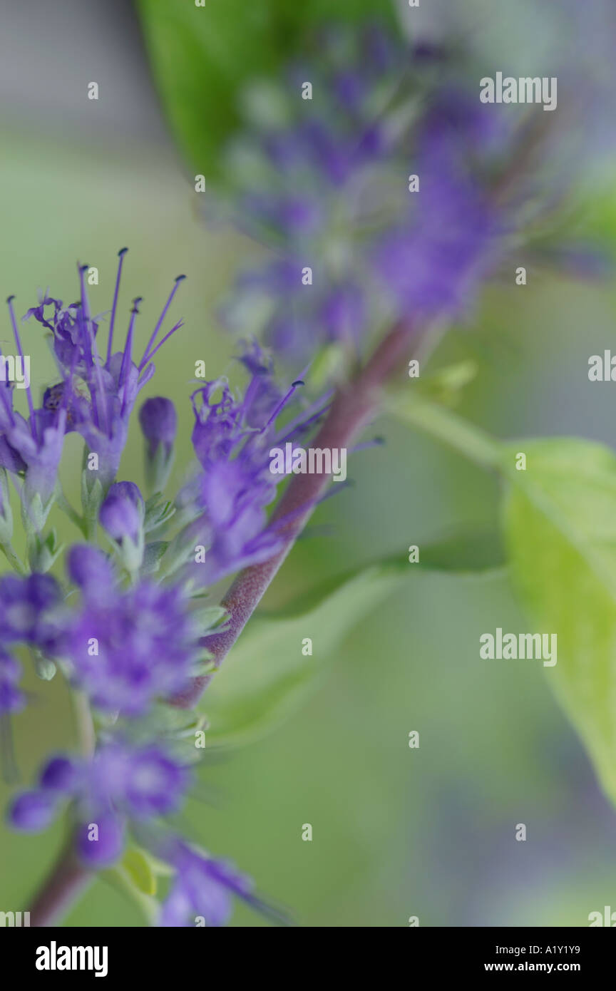 Caryopteris X clandonensis Worcester Gold Stockfoto