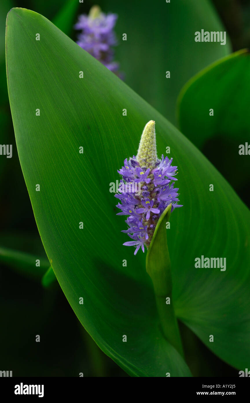 Pontederia Cordata Pickerel Weed Stockfoto