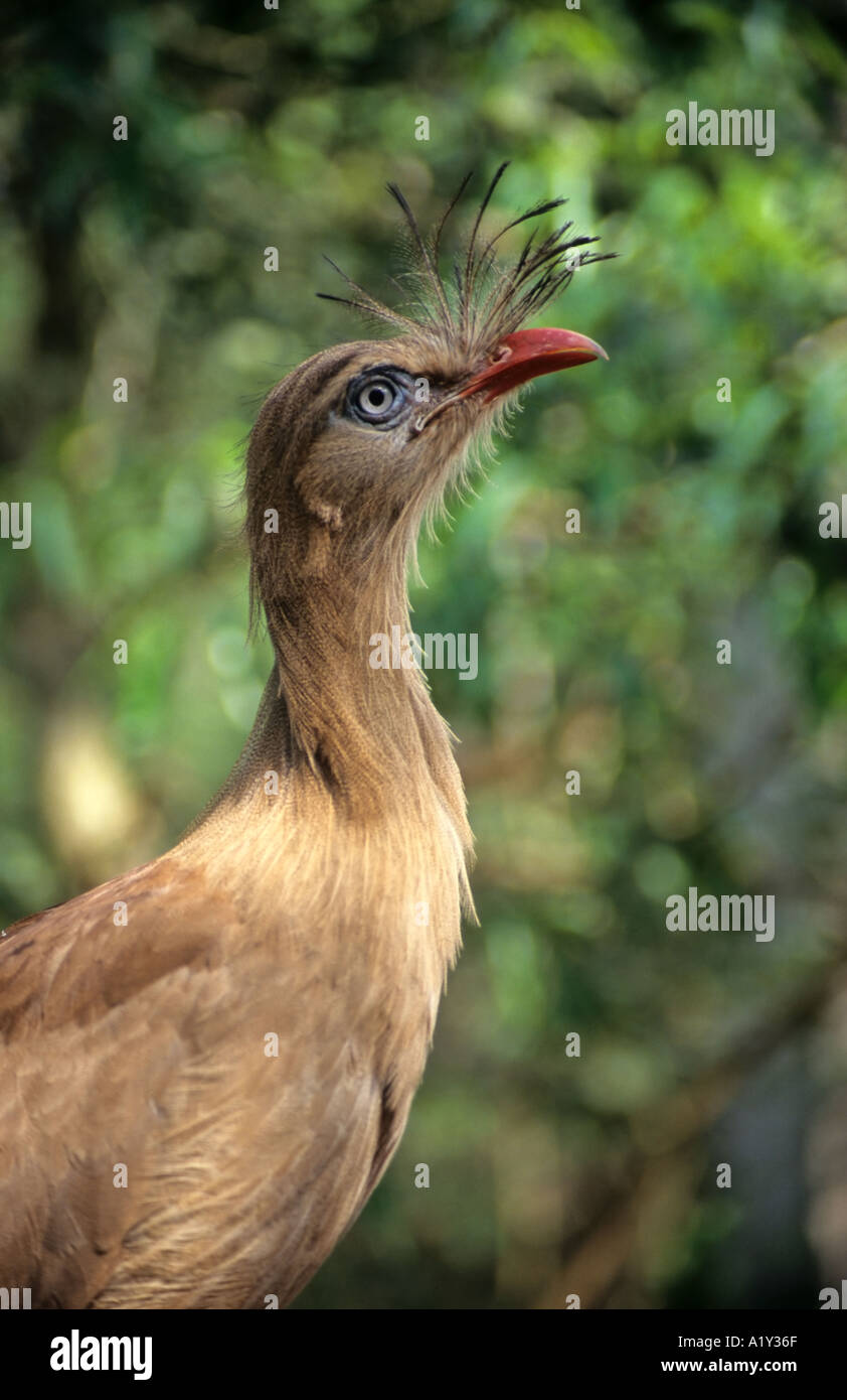 Rot-Legged Seriema Vogel (Cariama Cristata), Tropicana Vogelpark, Foz do Iguaçu, Südbrasilien Stockfoto