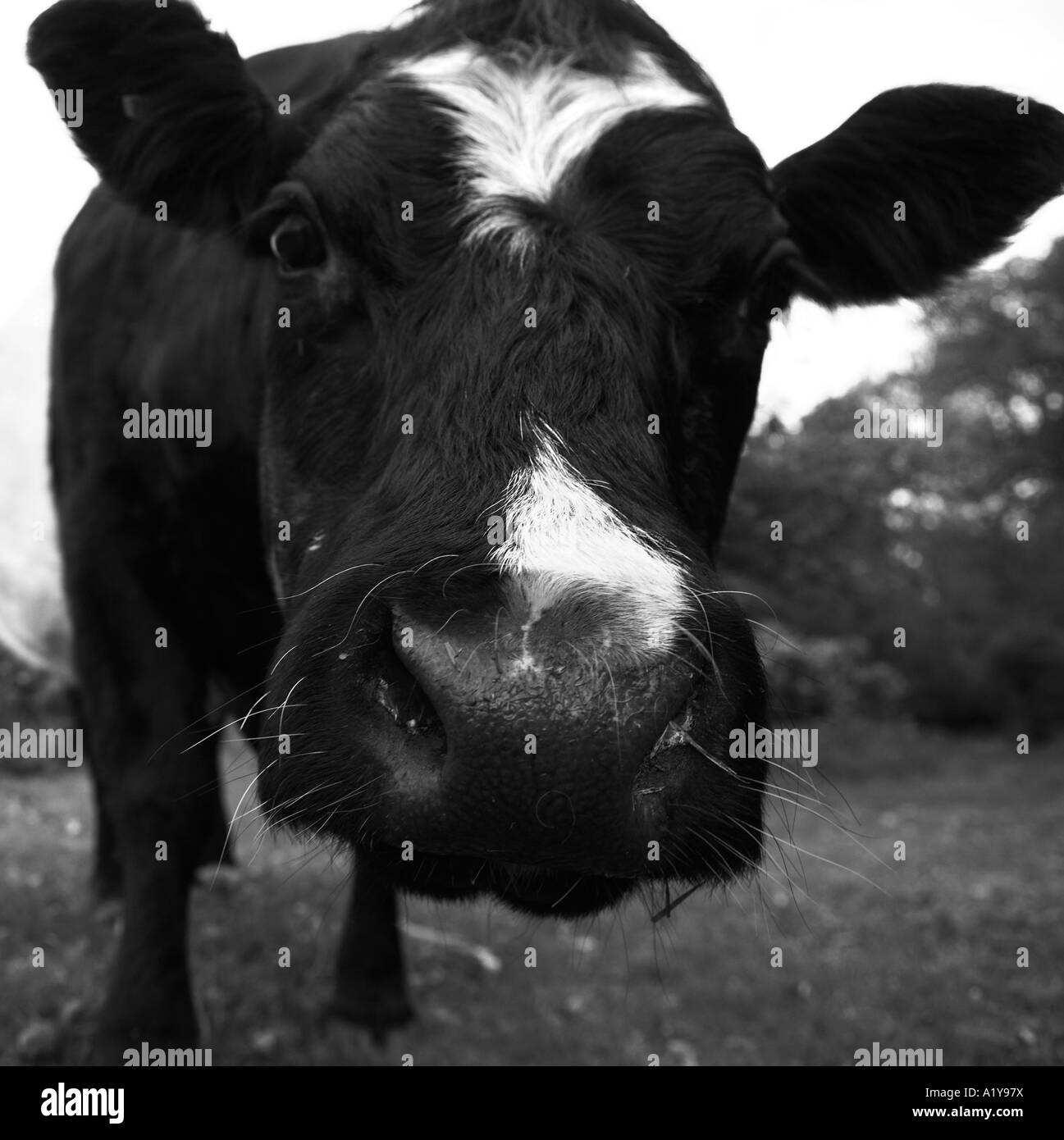 Neugierige Kuh im New Forest National Park in Hampshire, England Stockfoto