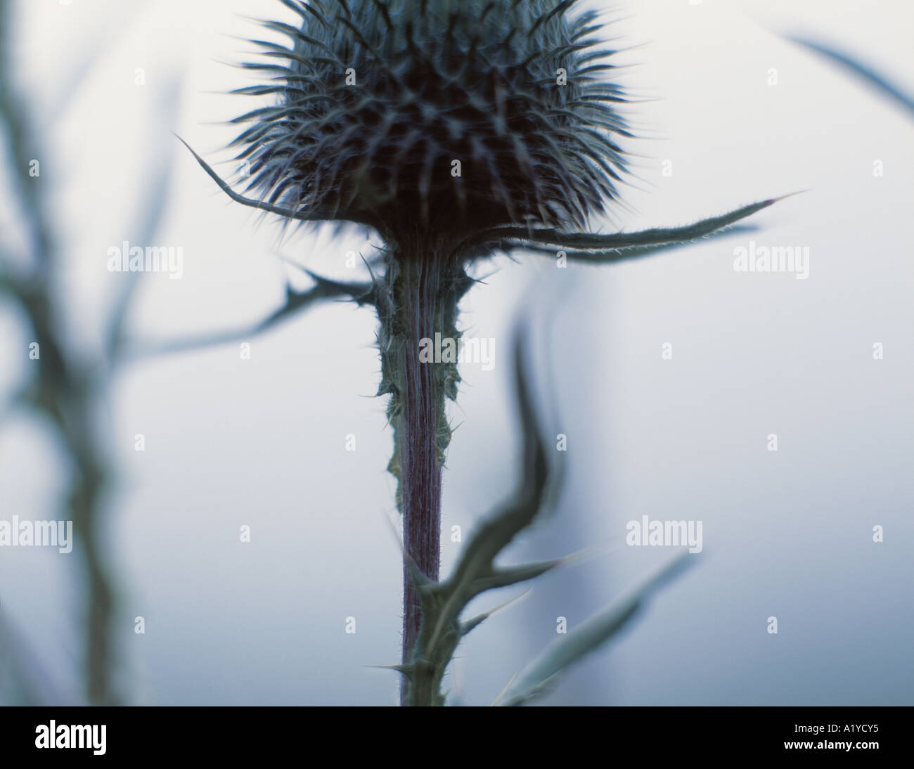 Europäische Marsh Distel, den Ardennen, Belgien. Stockfoto