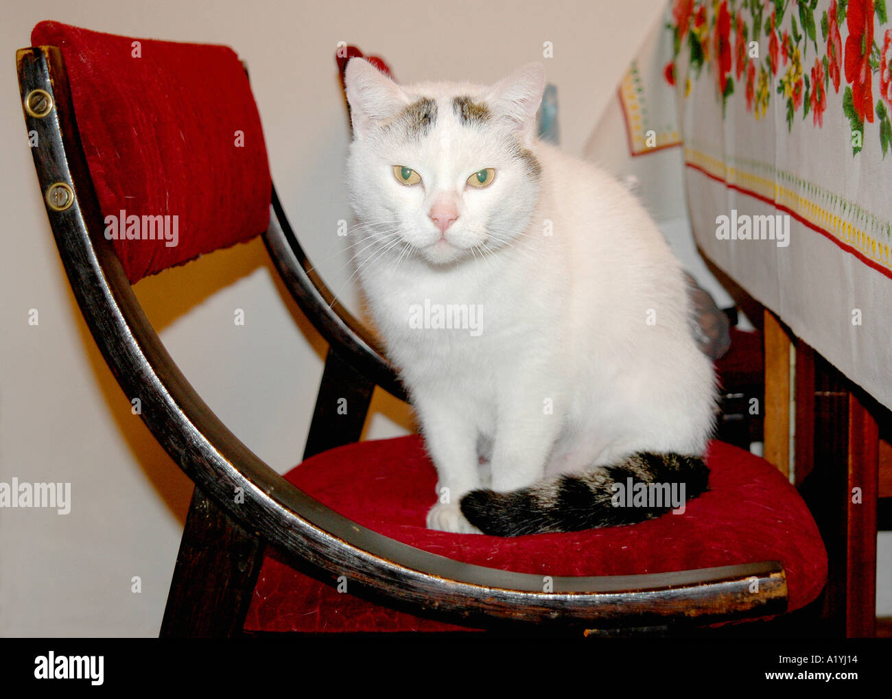 Eine Katze sitzt auf einem Stuhl Stockfoto