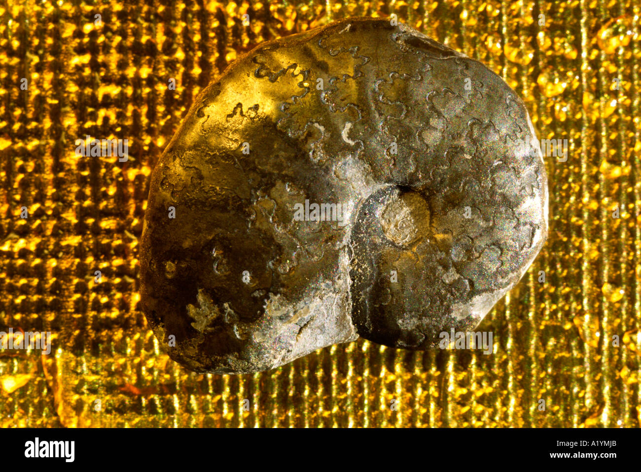 Fossile Ammoniten aus Eisen Pyrit gebildet. Jura von einladendsten, Dorset, England. Länge 12mm. Stockfoto