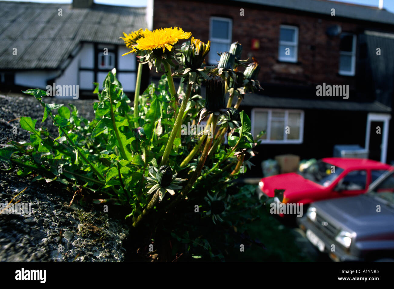 Löwenzahn (Taraxacum SP.) Blüte an der Wand ein Parkplatz zur Verfügung. Llanidloes, Powys, Wales. Stockfoto