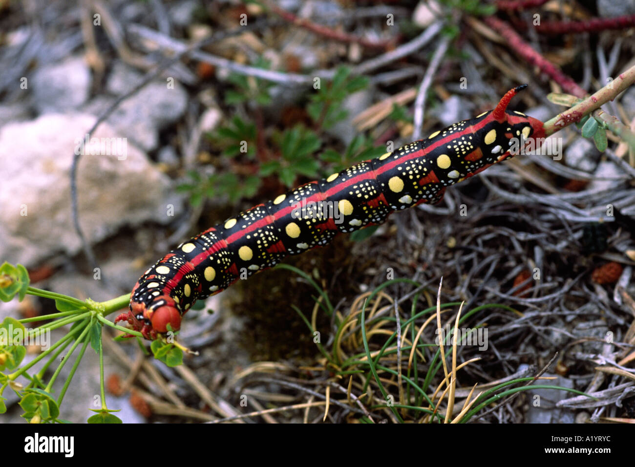 Larve der Wolfsmilch Hawkmoth (stark Euphorbiae) Causse Noir, Aveyron, Frankreich. Stockfoto