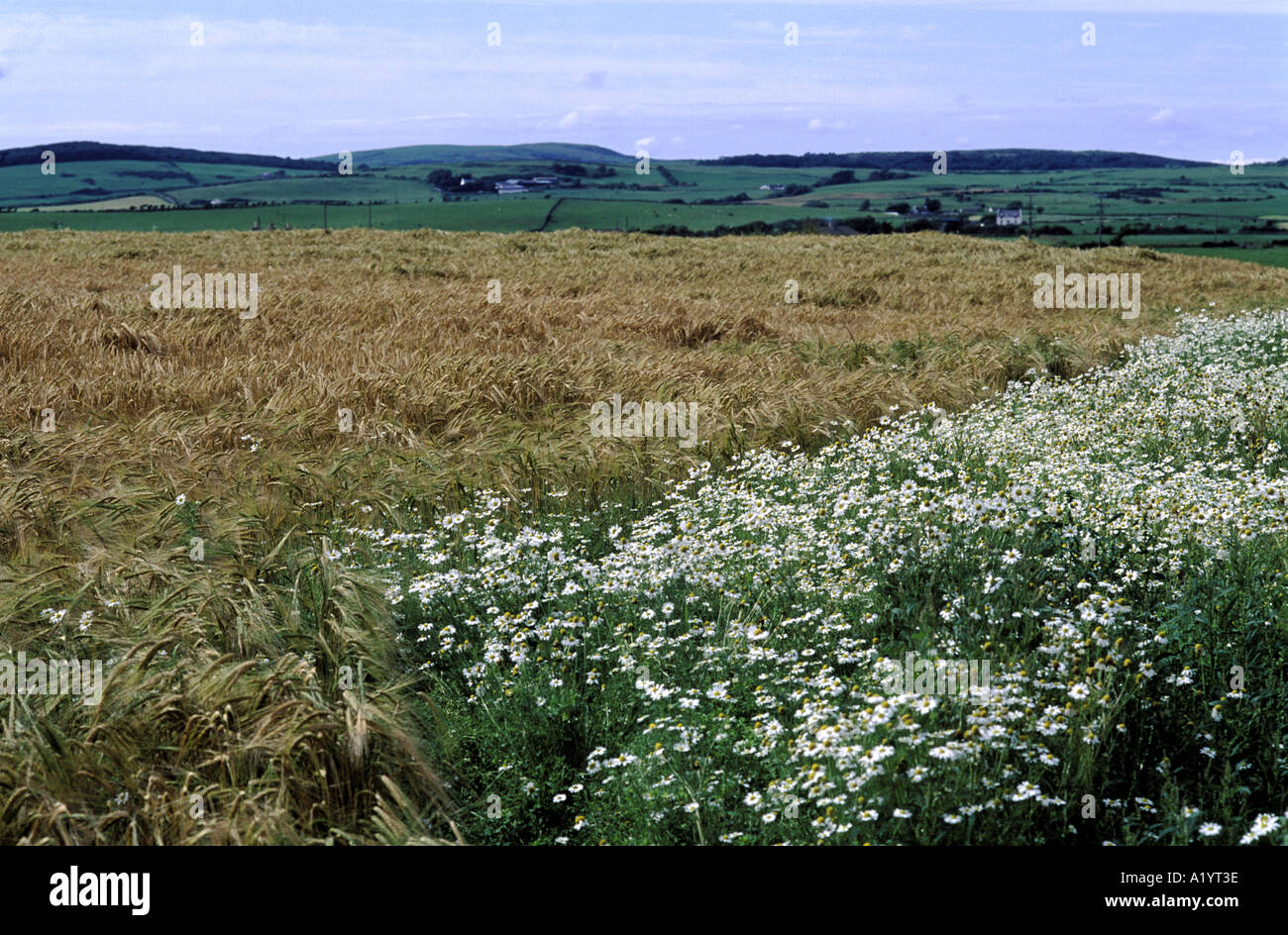 Barle Ackerland in der Nähe von Kirkcybright S W Scotland Stockfoto